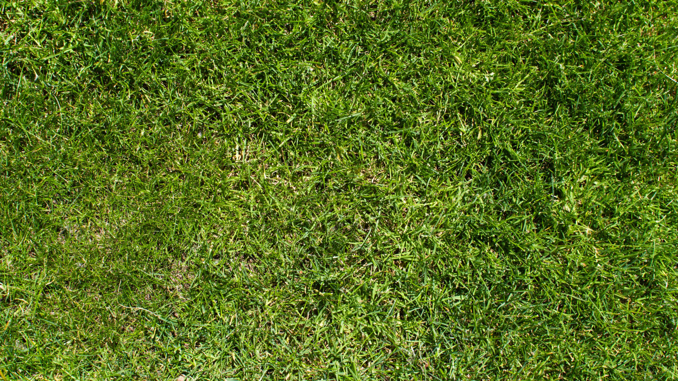 Champ D'herbe Verte Pendant la Journée. Wallpaper in 1366x768 Resolution