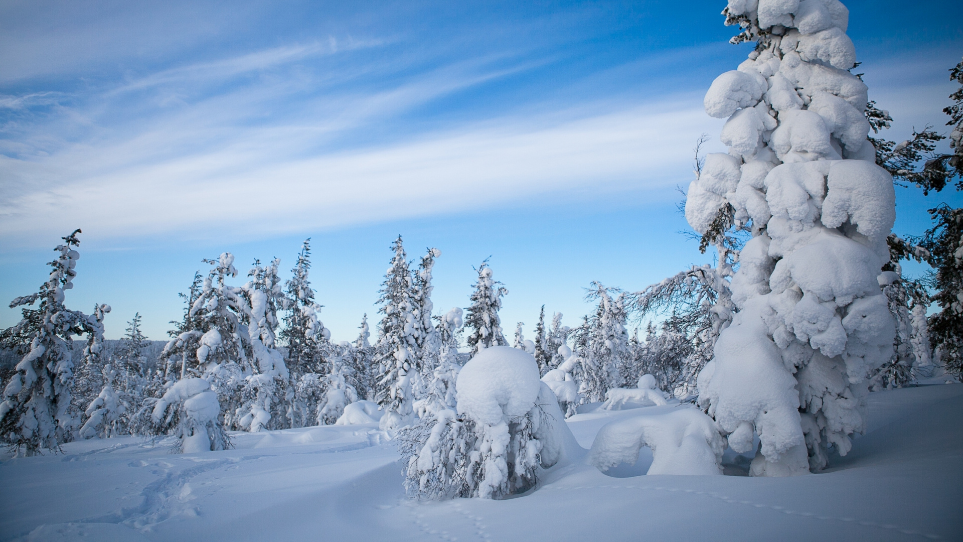 Snow Covered Trees Under Blue Sky During Daytime. Wallpaper in 1920x1080 Resolution