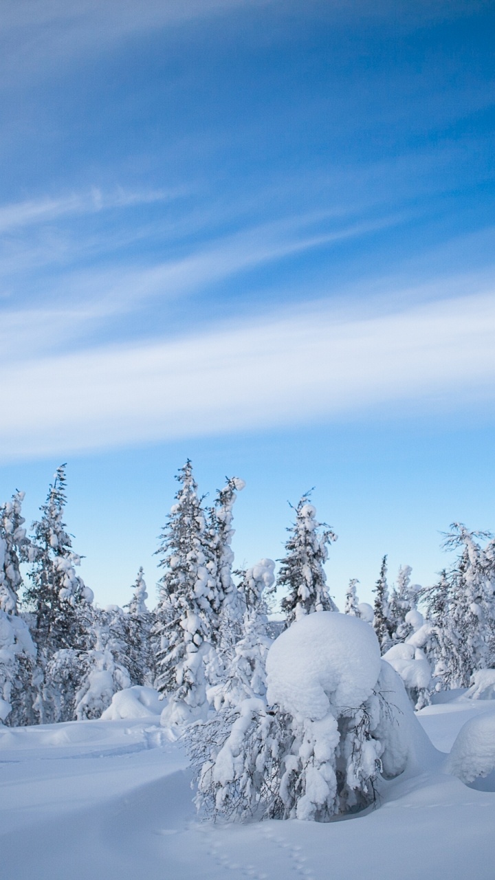 Arbres Couverts de Neige Sous Ciel Bleu Pendant la Journée. Wallpaper in 720x1280 Resolution