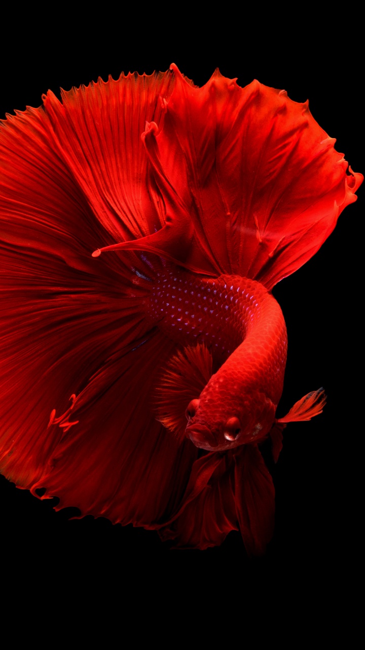 Orange Flower in Black Background. Wallpaper in 720x1280 Resolution