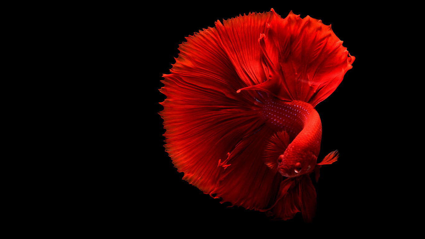 Fleur D'oranger Sur Fond Noir. Wallpaper in 1366x768 Resolution