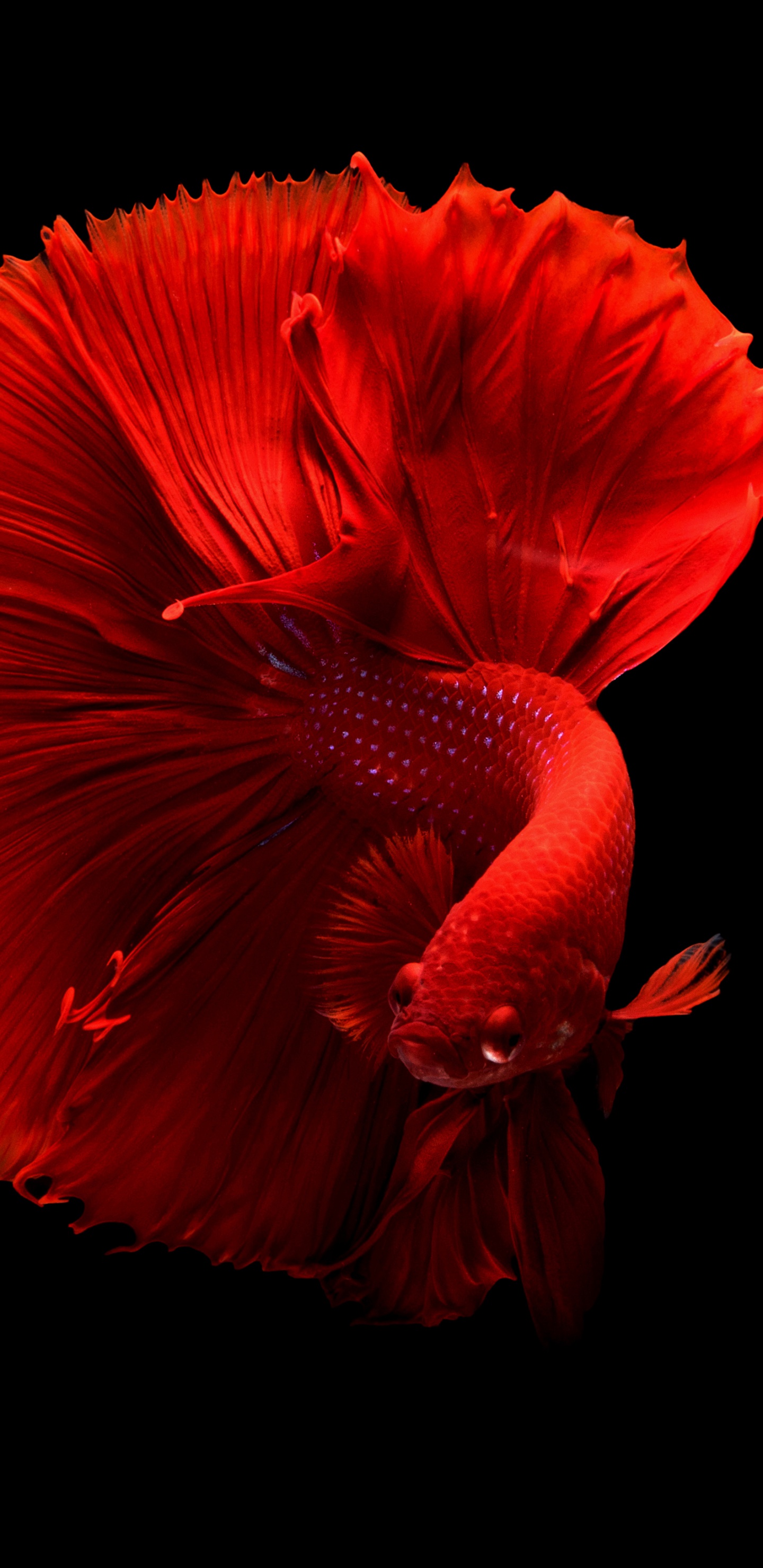 Fleur D'oranger Sur Fond Noir. Wallpaper in 1440x2960 Resolution