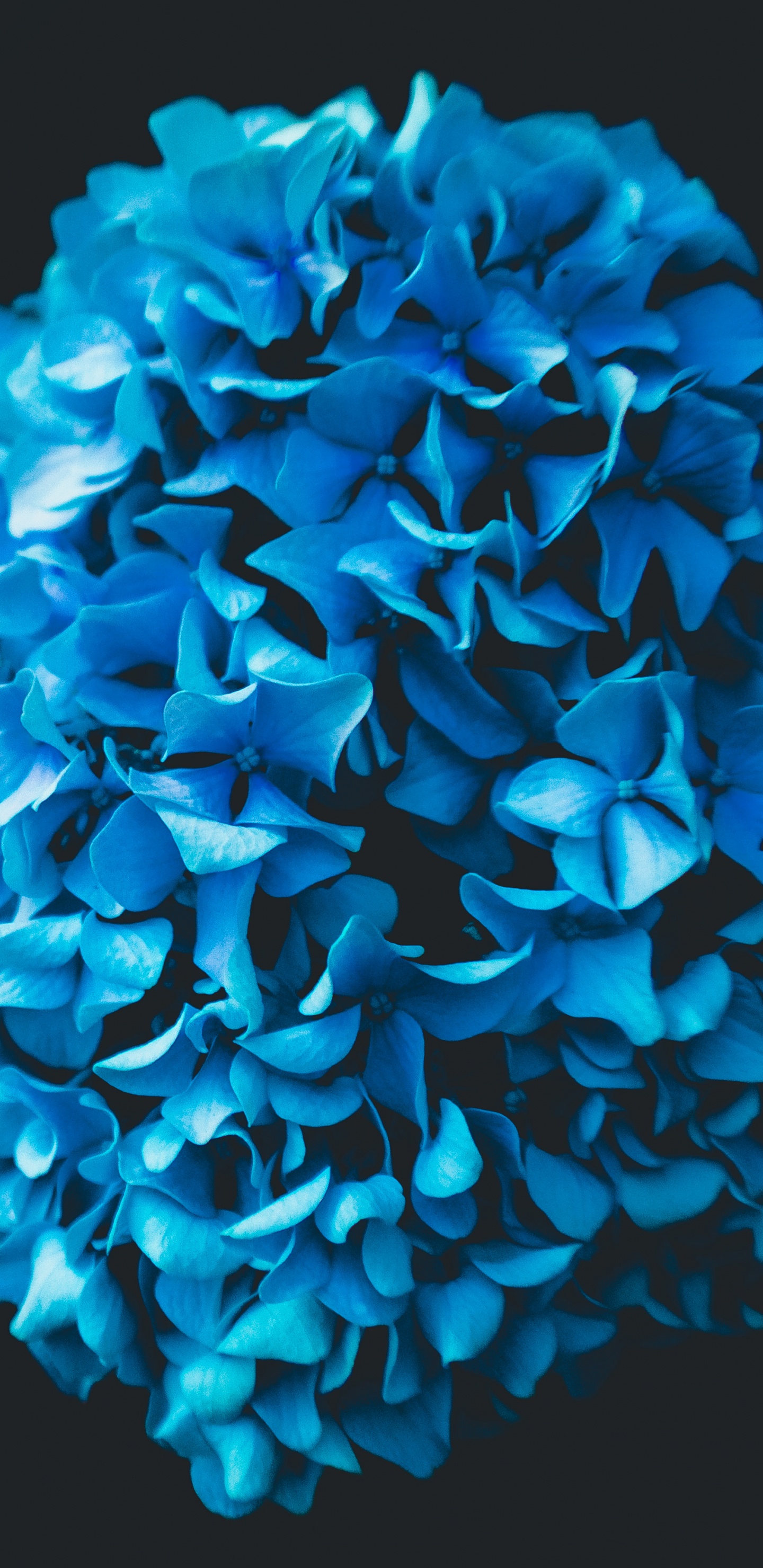 Flor Azul Sobre Fondo Negro. Wallpaper in 1440x2960 Resolution