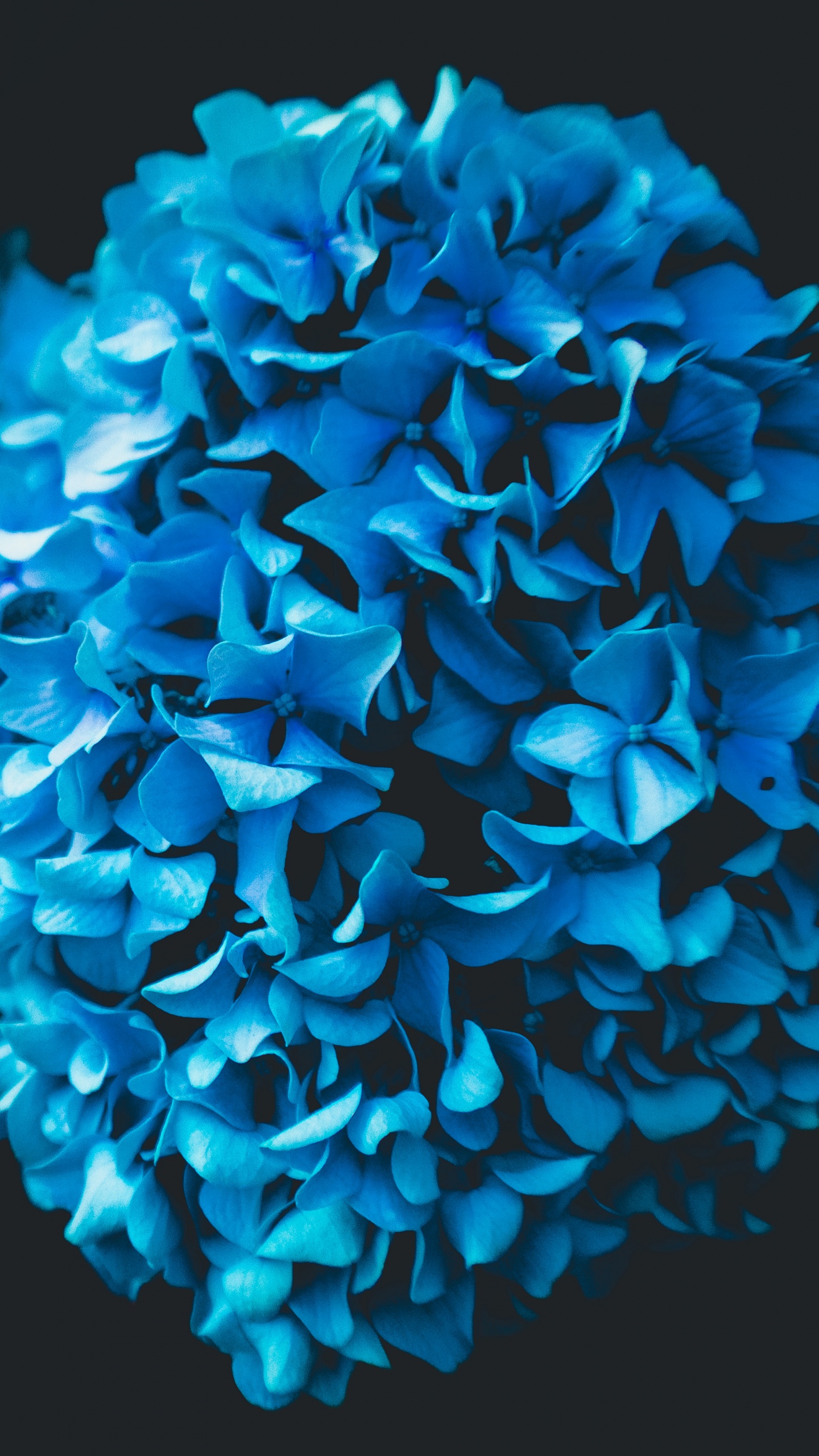 Blue Flower in Black Background. Wallpaper in 1440x2560 Resolution