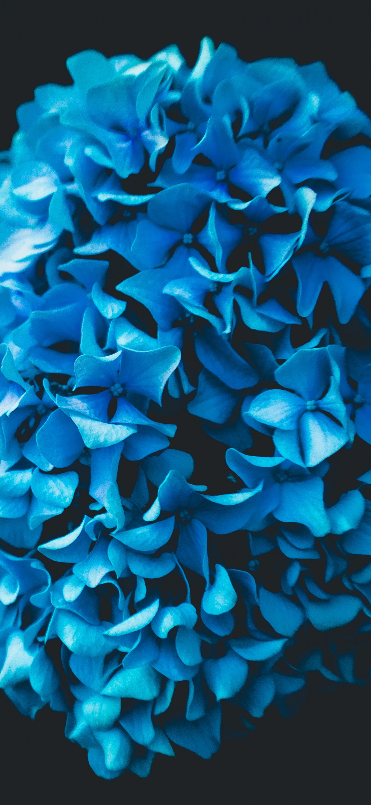Fleur Bleue Sur Fond Noir. Wallpaper in 1242x2688 Resolution
