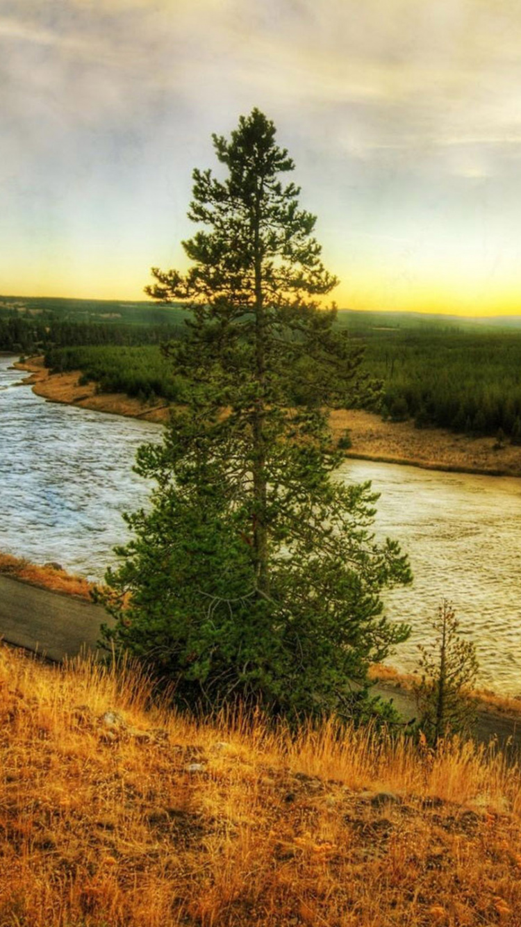 Green Trees Beside River Under Cloudy Sky During Daytime. Wallpaper in 750x1334 Resolution