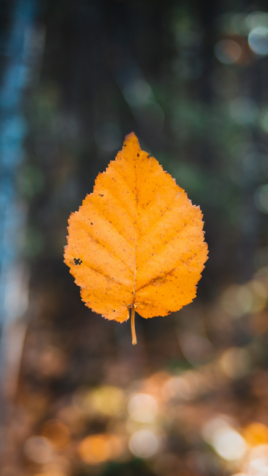 Blatt, Herbst, Herbst-Blatt, Farbe, Maple Leaf, Brown. Wallpaper in 1080x1920 Resolution