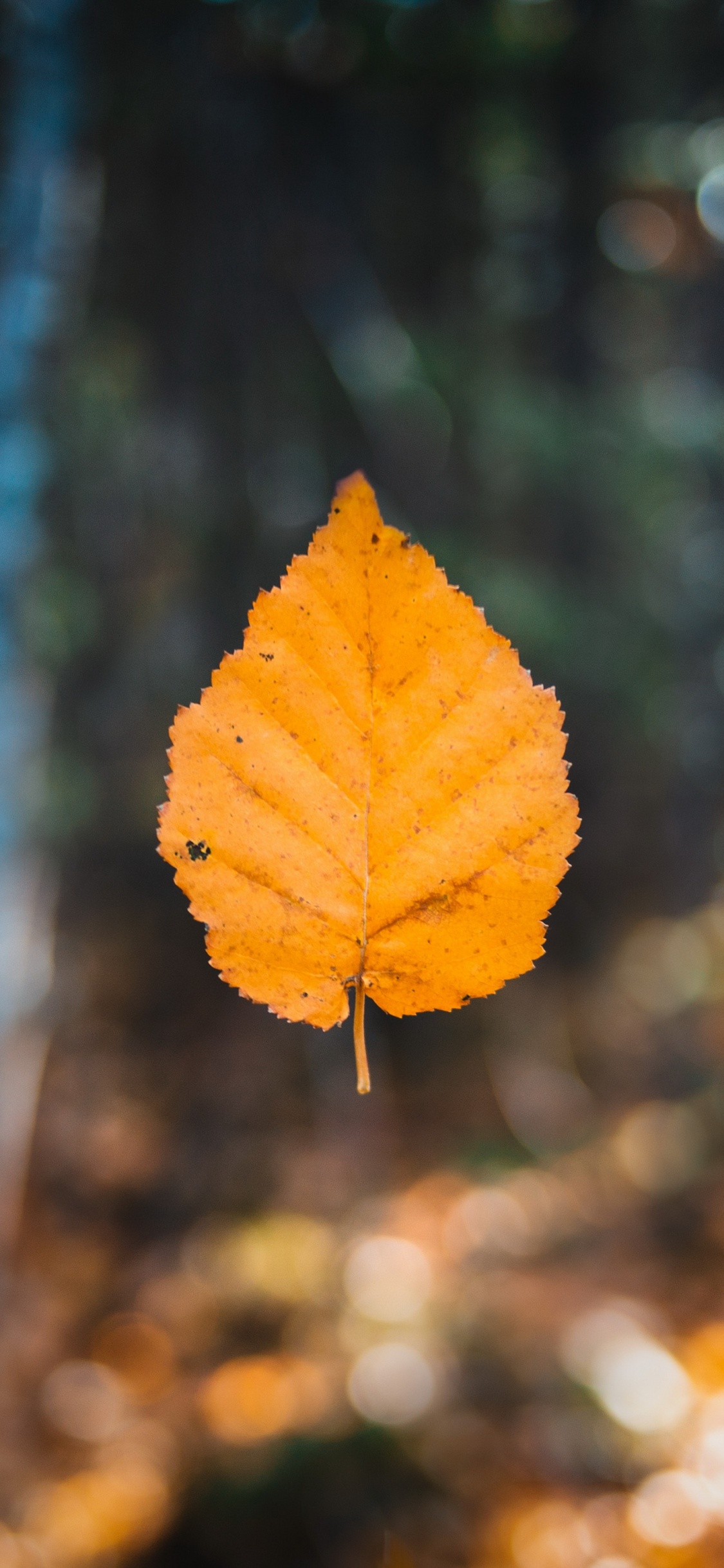 Blatt, Herbst, Herbst-Blatt, Farbe, Maple Leaf, Brown. Wallpaper in 1125x2436 Resolution