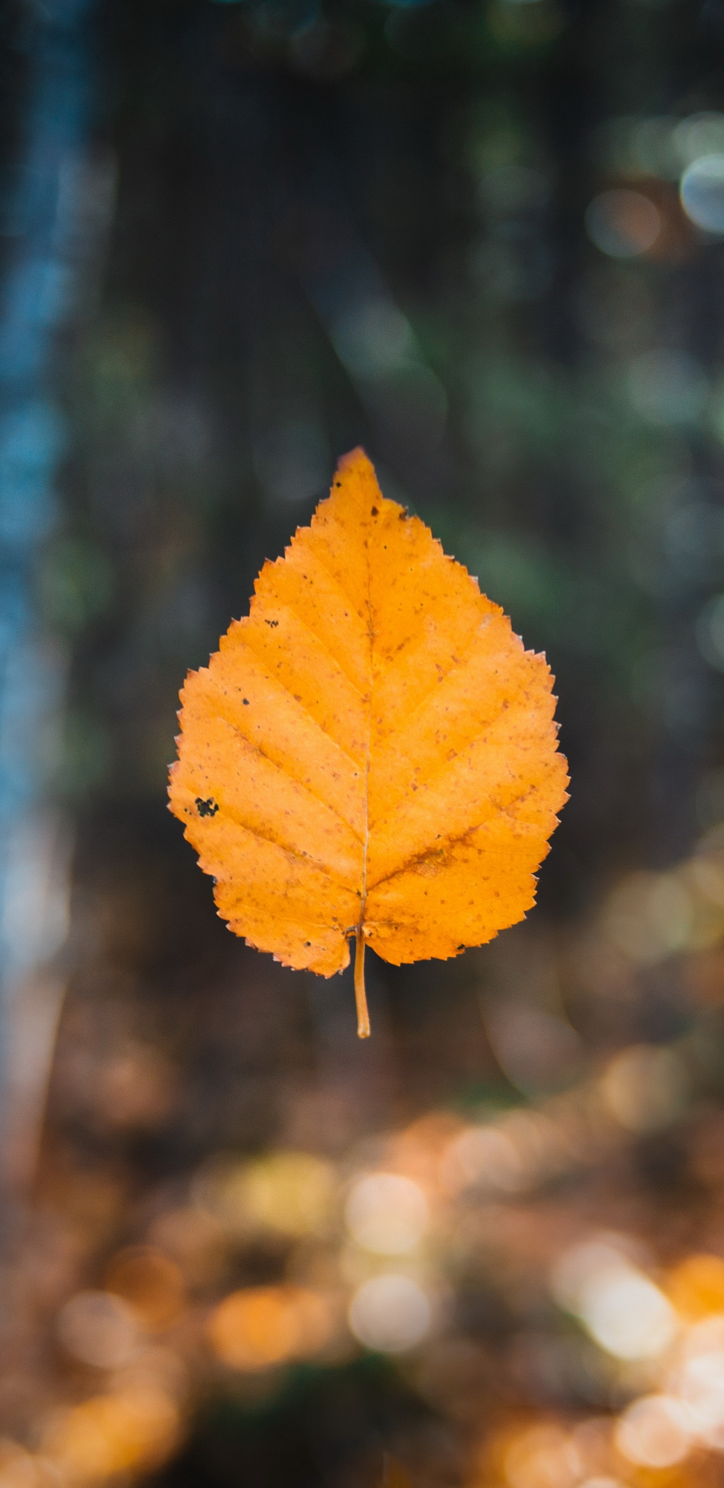 Blatt, Herbst, Herbst-Blatt, Farbe, Maple Leaf, Brown. Wallpaper in 1440x2960 Resolution