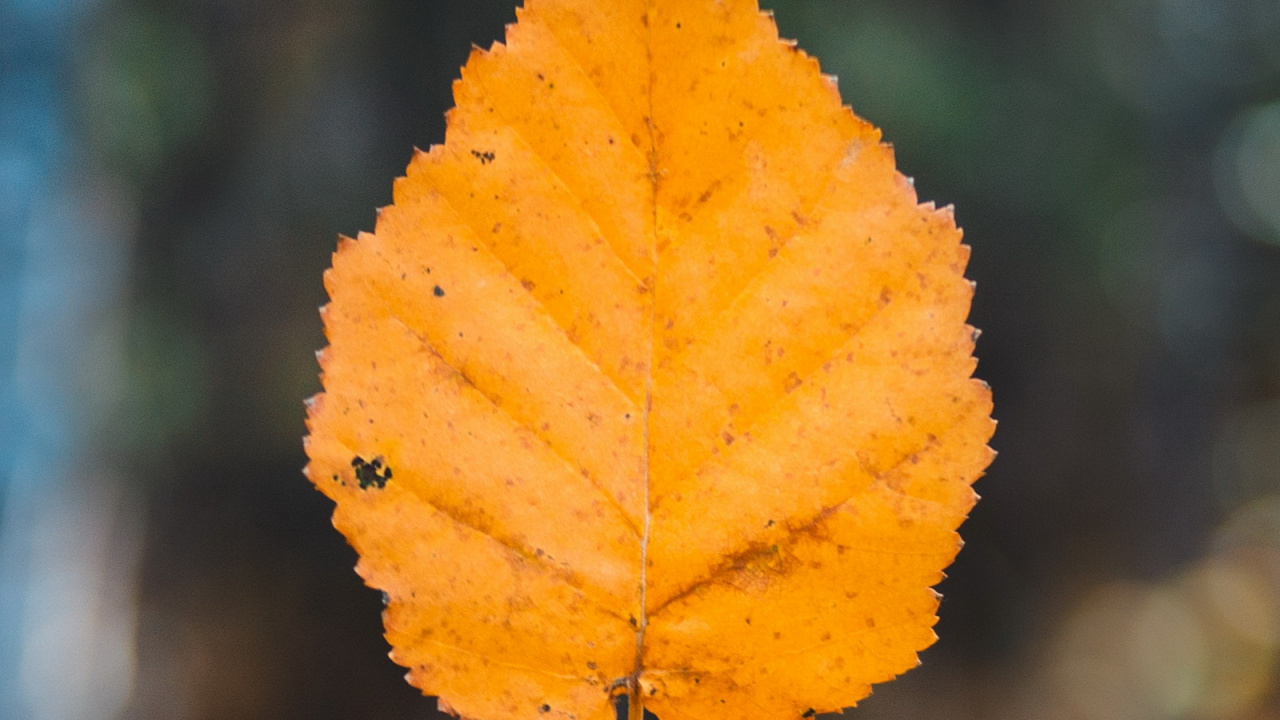Leaf, Autumn, Autumn Leaf Color, Maple Leaf, Brown. Wallpaper in 1280x720 Resolution
