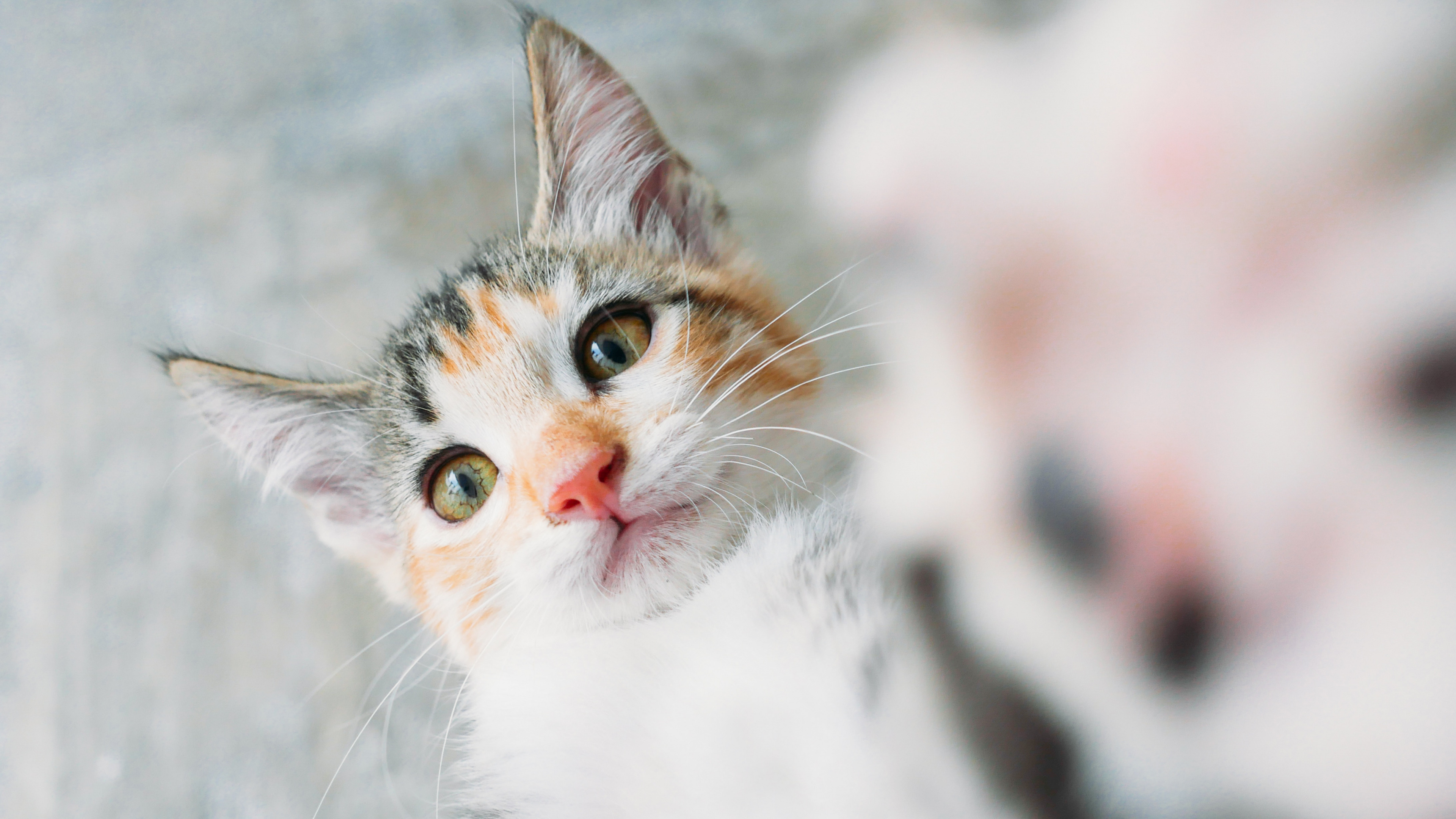 Weiße Und Braune Getigerte Katze. Wallpaper in 3840x2160 Resolution