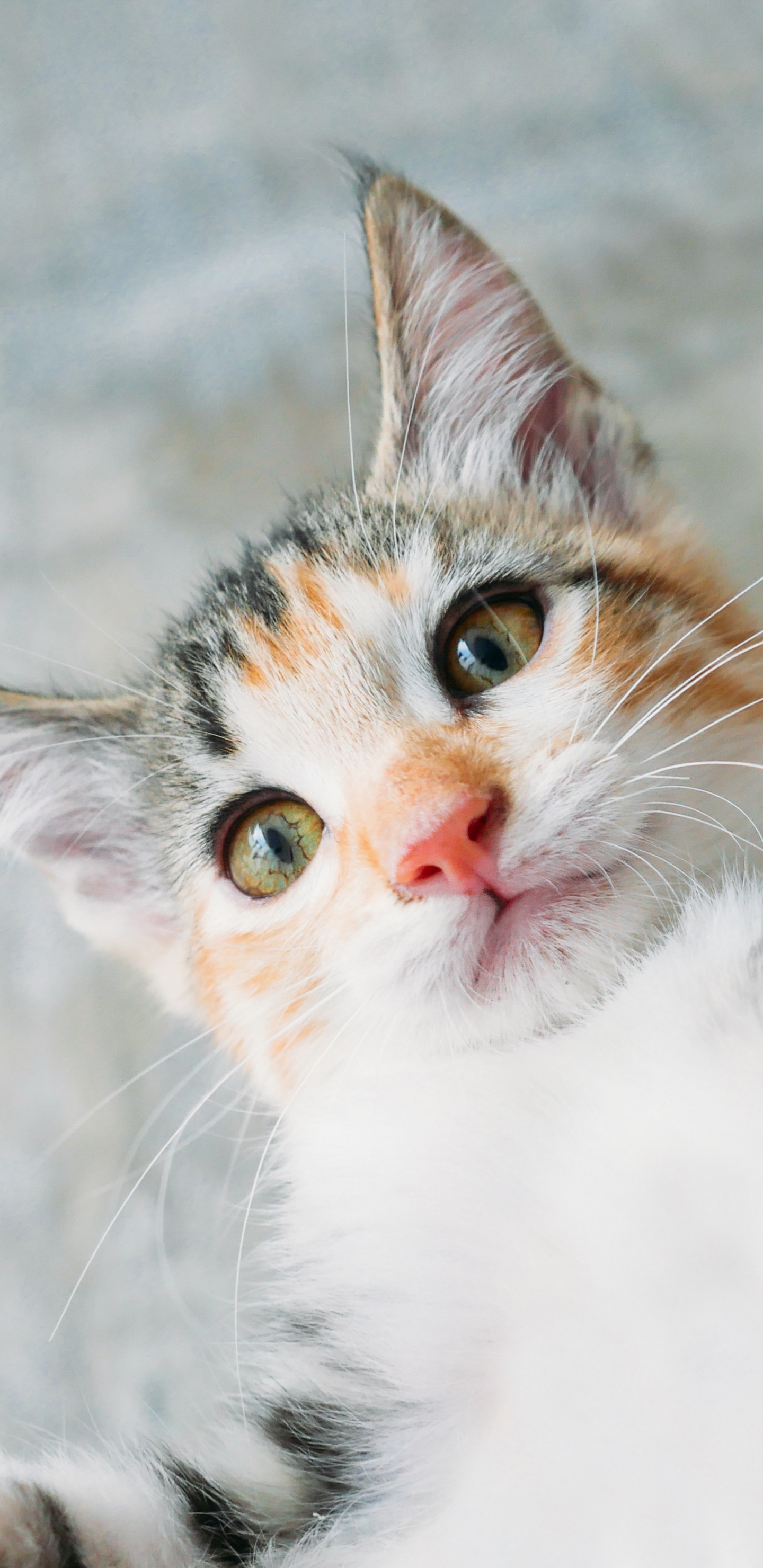 Gato Atigrado Blanco y Marrón. Wallpaper in 1440x2960 Resolution