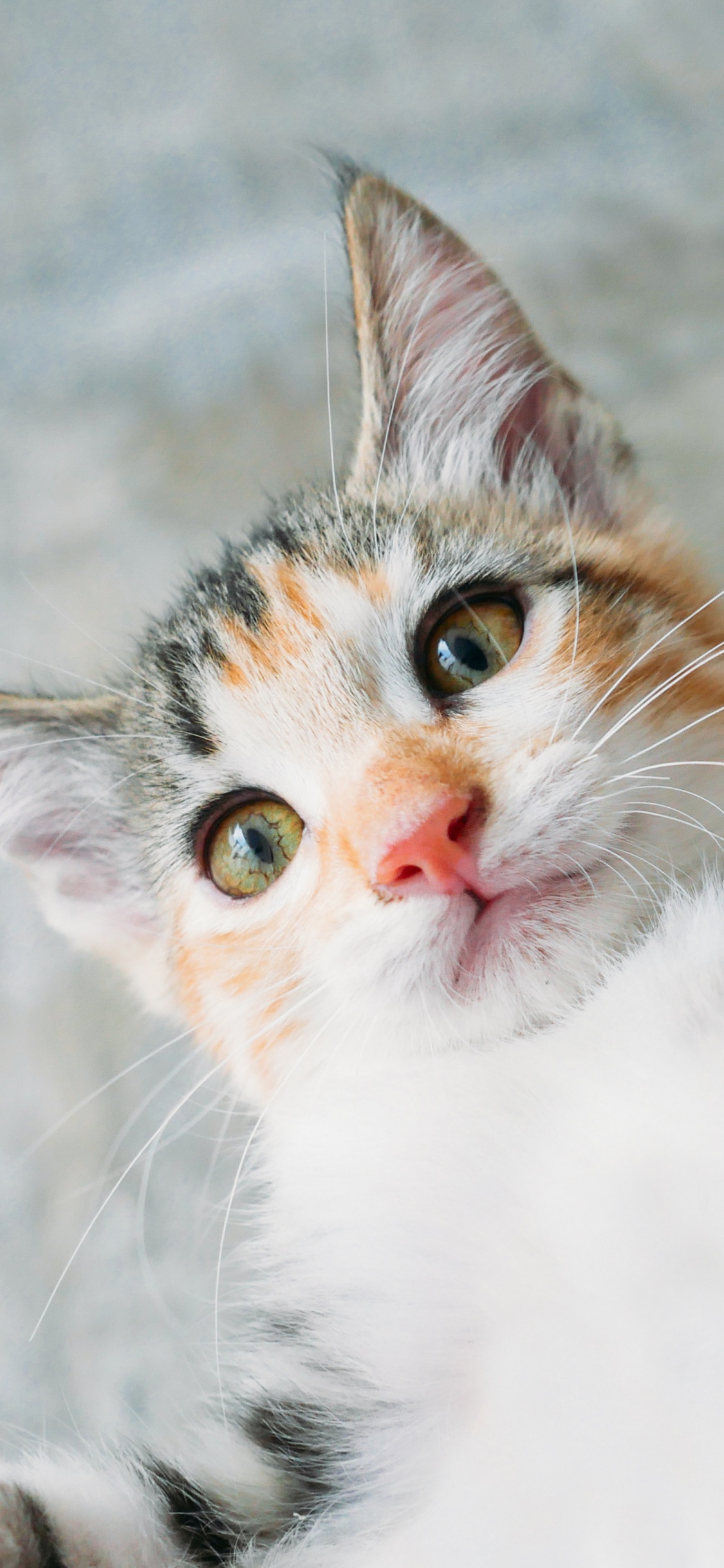 White and Brown Tabby Cat. Wallpaper in 1125x2436 Resolution