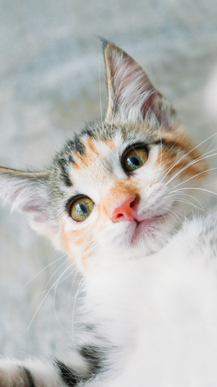 White and Brown Tabby Cat. Wallpaper in 750x1334 Resolution