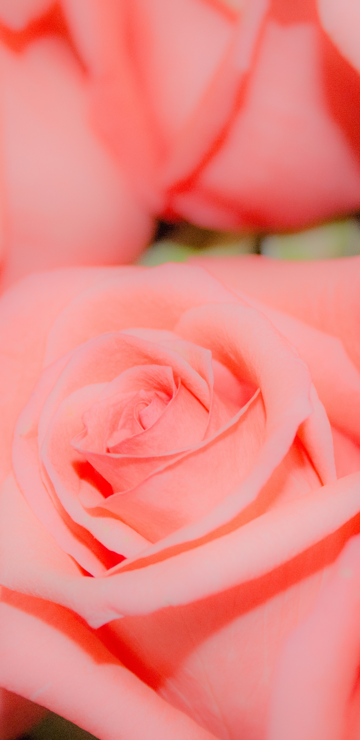 Rose Rose en Photographie Rapprochée. Wallpaper in 1440x2960 Resolution