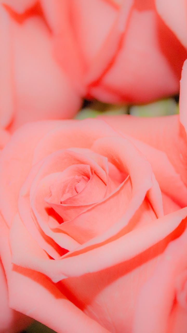 Rose Rose en Photographie Rapprochée. Wallpaper in 720x1280 Resolution