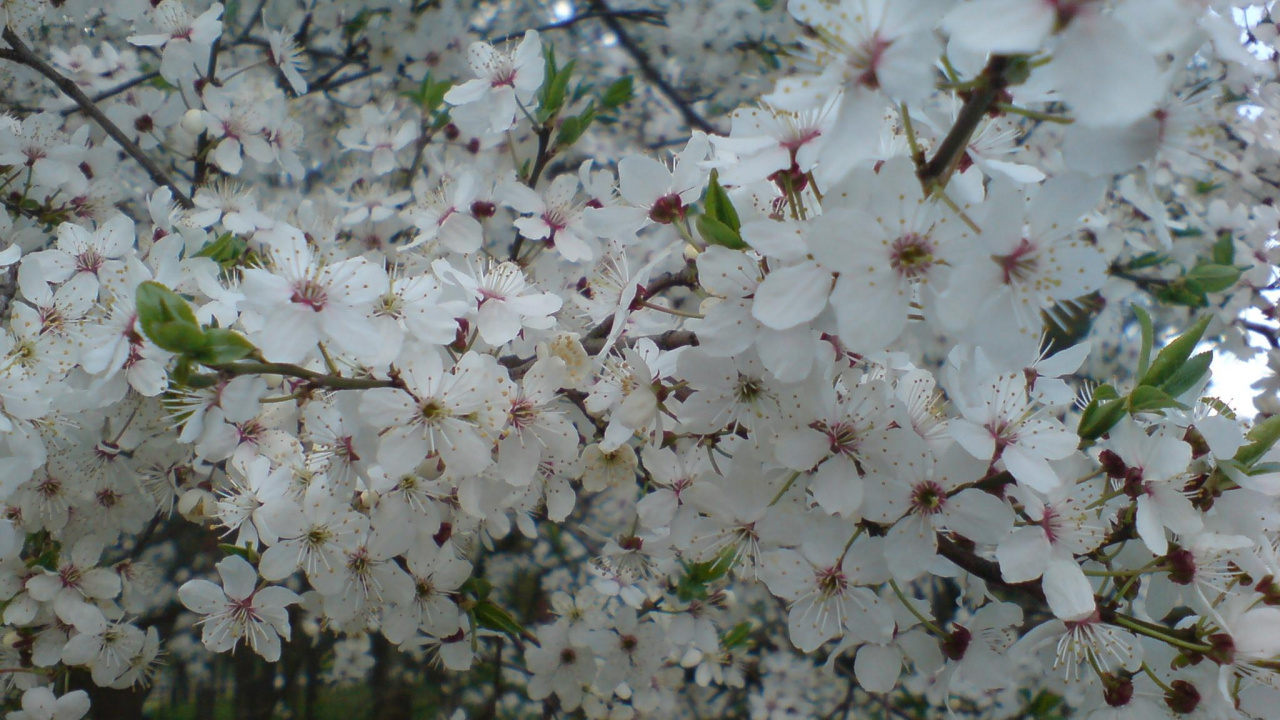 White Cherry Blossom in Bloom During Daytime. Wallpaper in 1280x720 Resolution