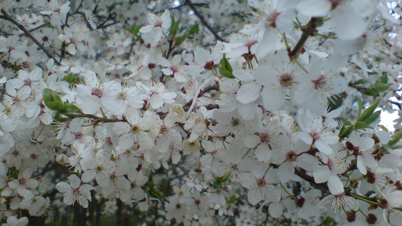 White Cherry Blossom in Bloom During Daytime. Wallpaper in 1366x768 Resolution