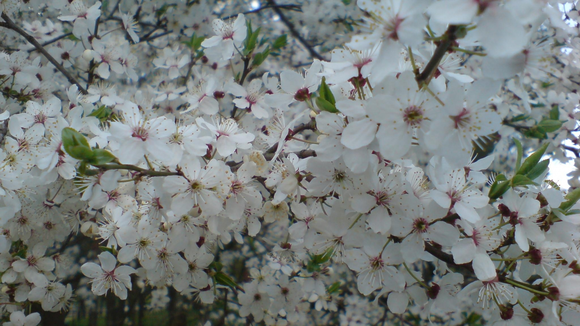 White Cherry Blossom in Bloom During Daytime. Wallpaper in 1920x1080 Resolution