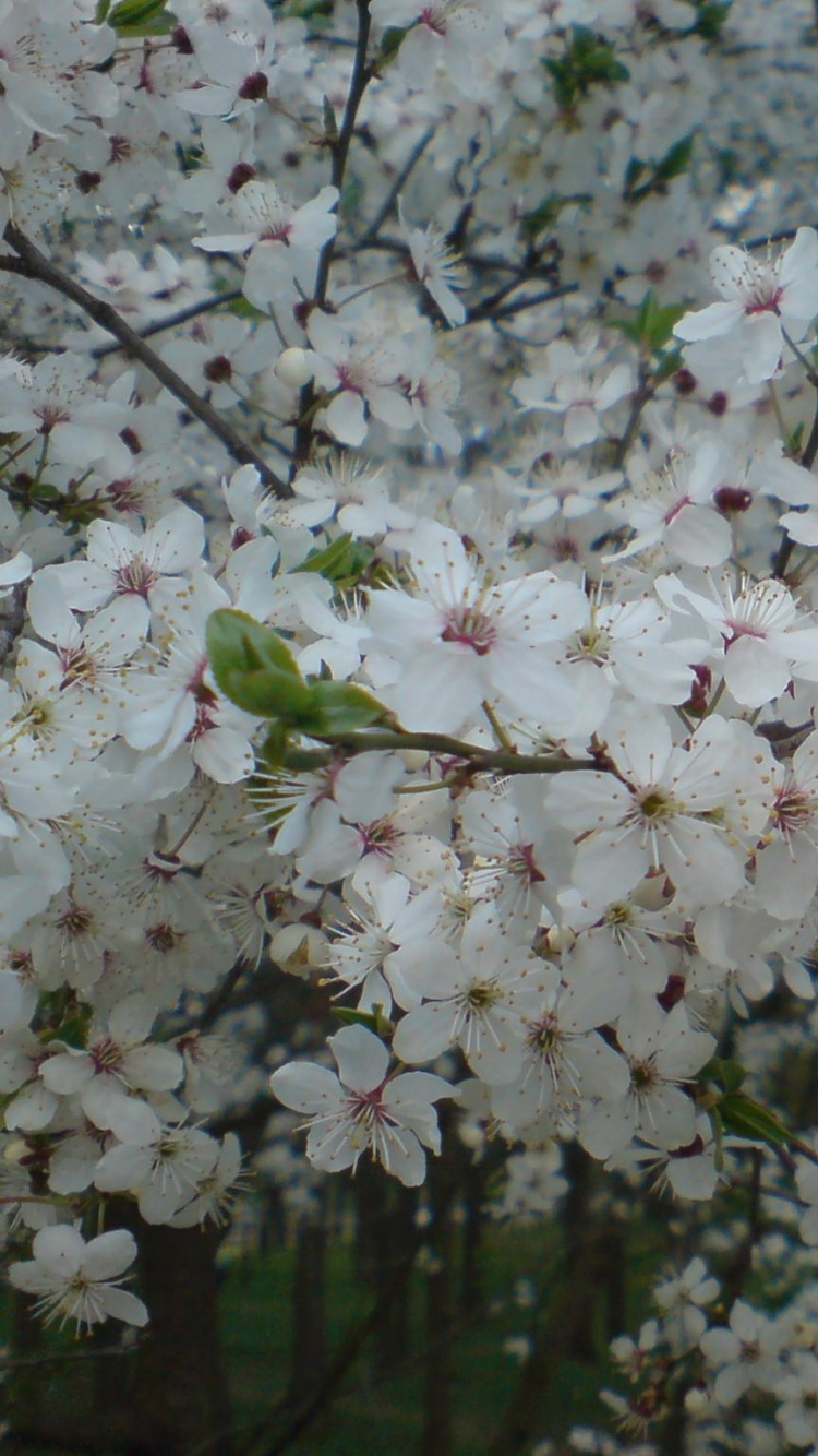 White Cherry Blossom in Bloom During Daytime. Wallpaper in 750x1334 Resolution