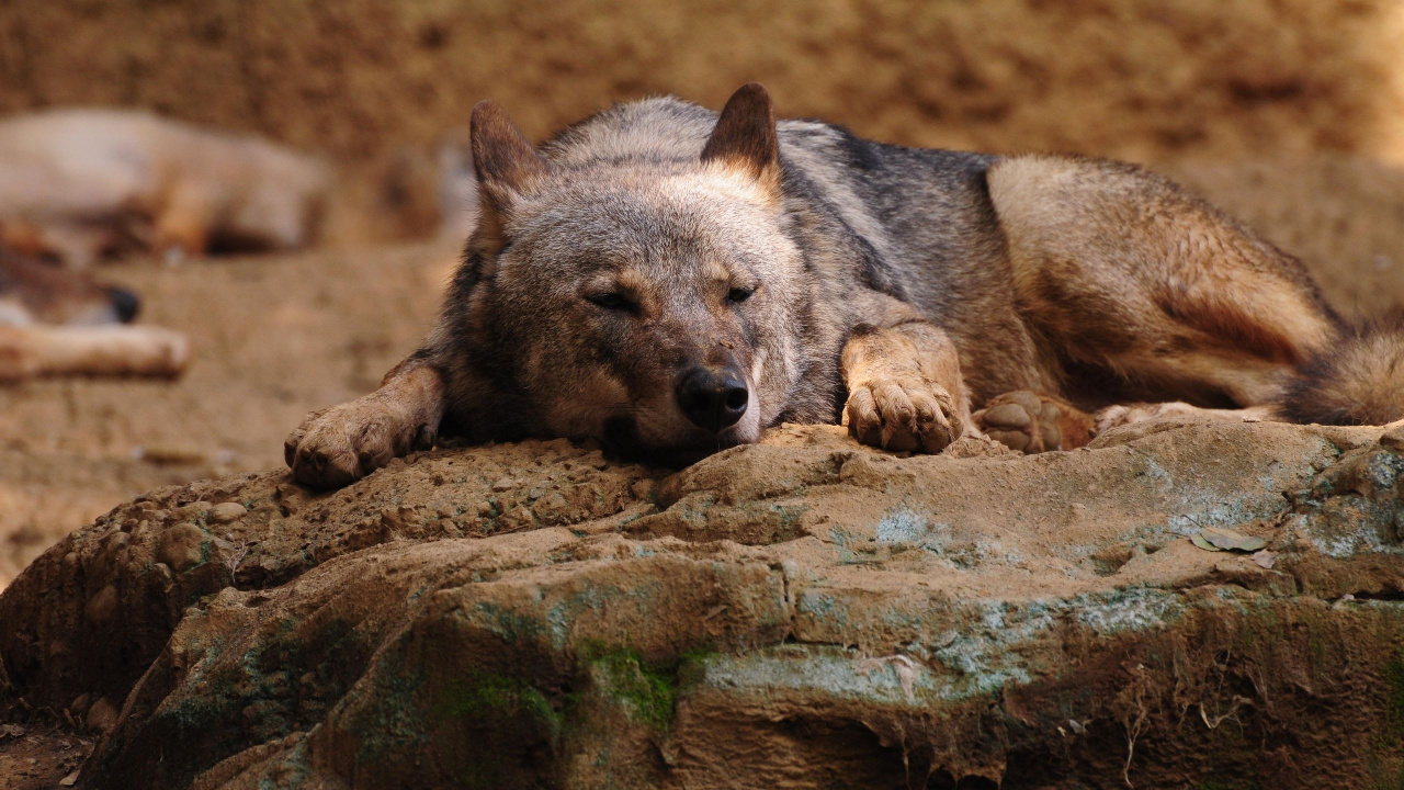 Brown and Black Short Coated Dog Lying on Brown Rock. Wallpaper in 1280x720 Resolution