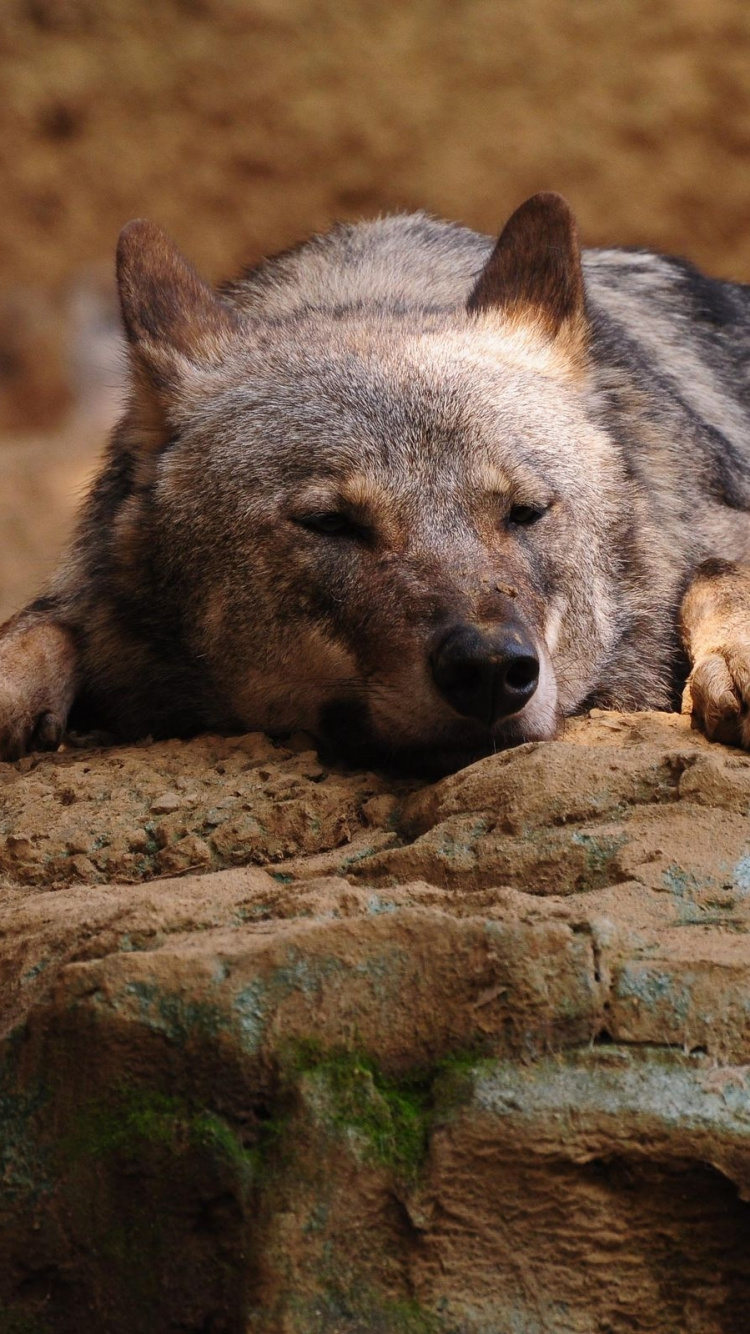 Brown and Black Short Coated Dog Lying on Brown Rock. Wallpaper in 750x1334 Resolution