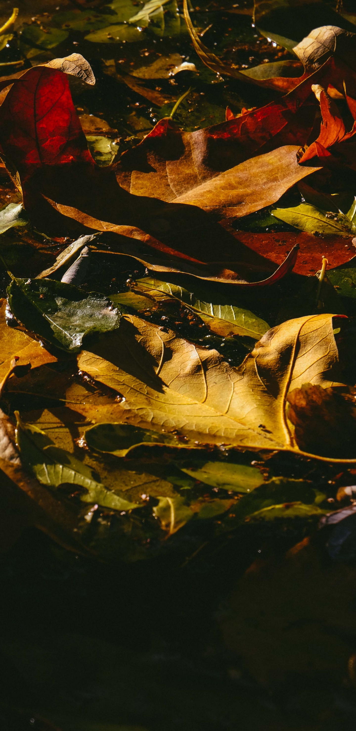 反射, 米兰, 红色的, 黄色的, 仍然生活 壁纸 1440x2960 允许