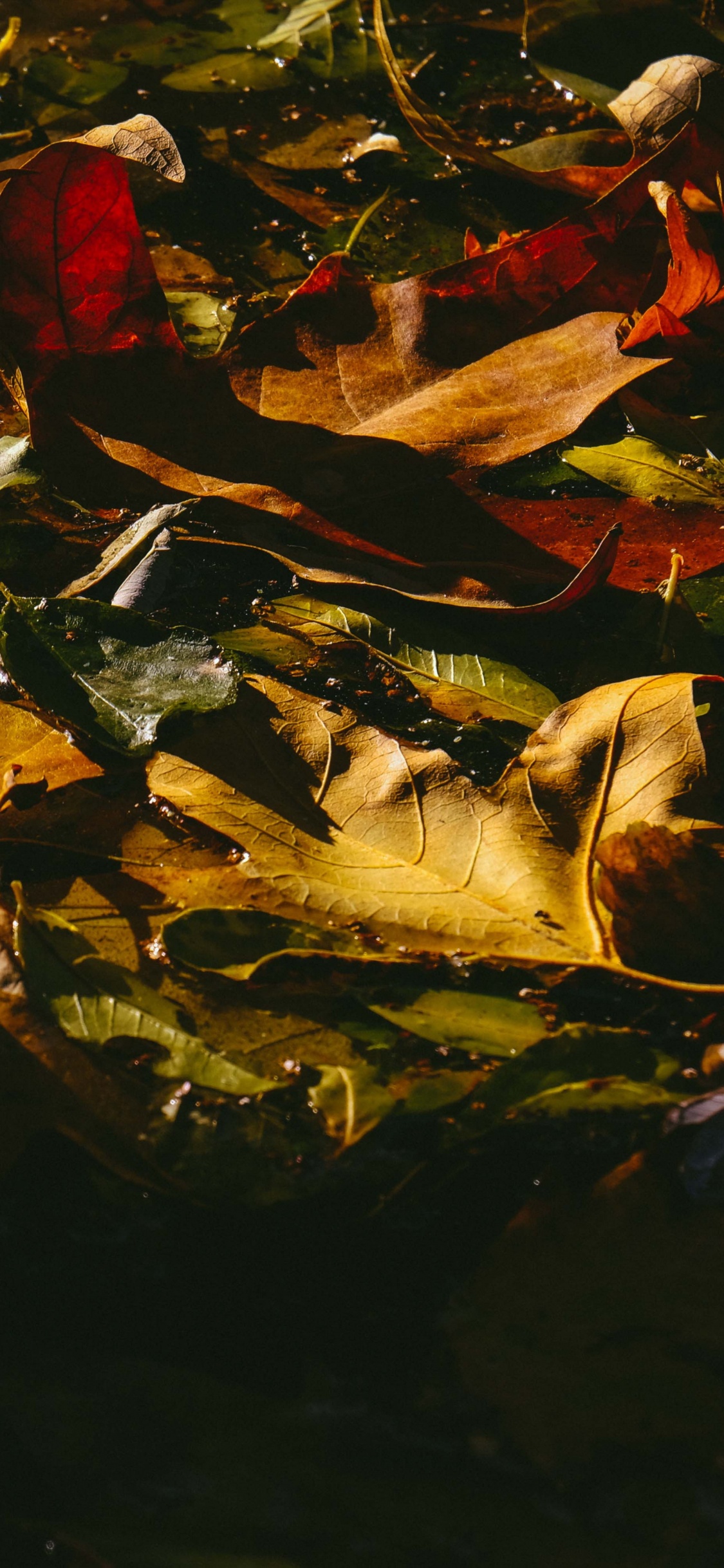 Réflexion, Milan, Feuille, Red, Jaune. Wallpaper in 1125x2436 Resolution
