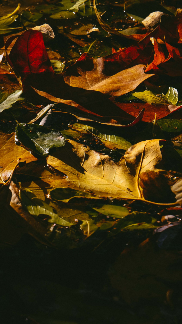 Réflexion, Milan, Feuille, Red, Jaune. Wallpaper in 750x1334 Resolution