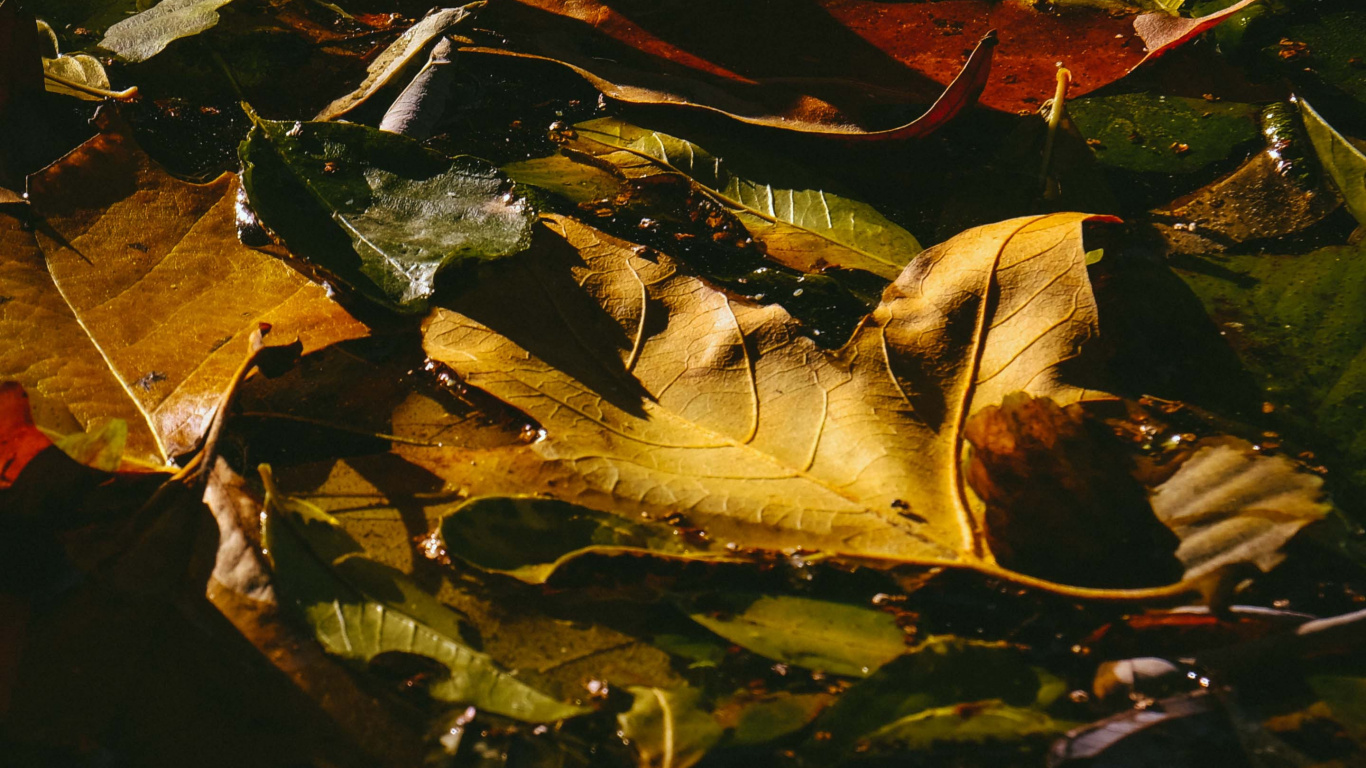 Reflection, Milan, Leaf, Red, Painting. Wallpaper in 1366x768 Resolution
