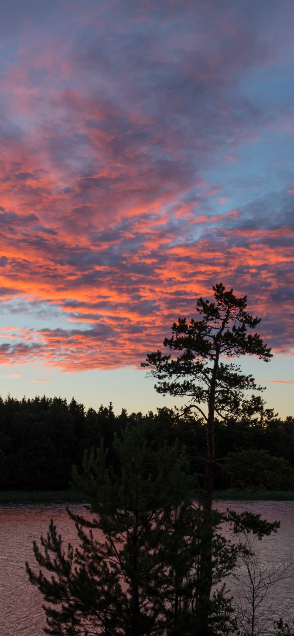 Tree, Nature, Cloud, Sunset, Evening. Wallpaper in 1242x2688 Resolution