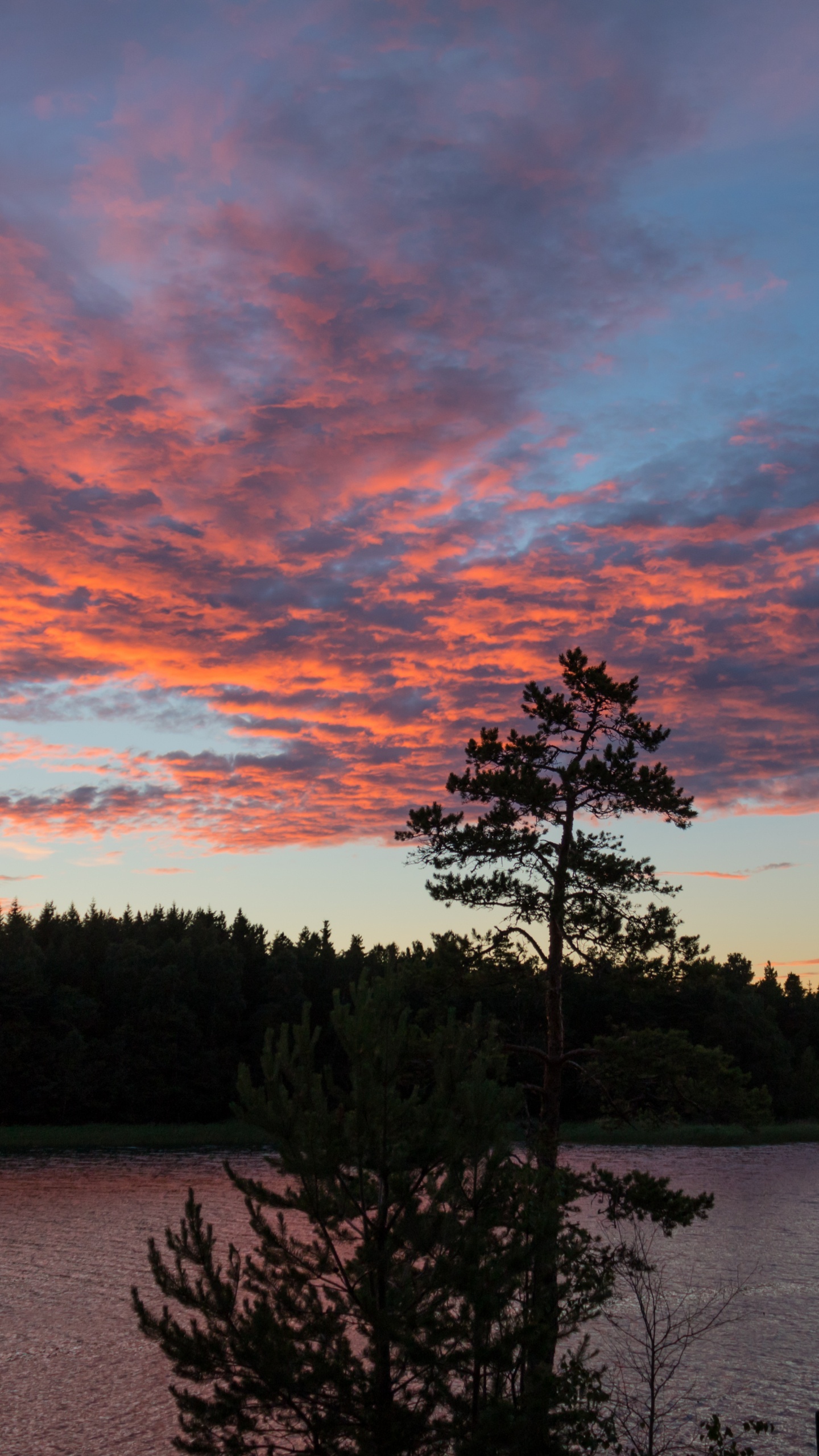 Tree, Nature, Cloud, Sunset, Evening. Wallpaper in 1440x2560 Resolution