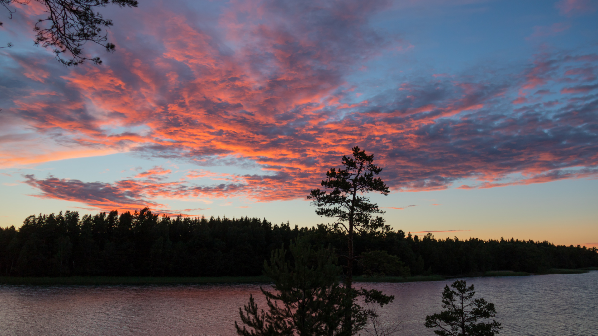 Tree, Nature, Cloud, Sunset, Evening. Wallpaper in 1920x1080 Resolution