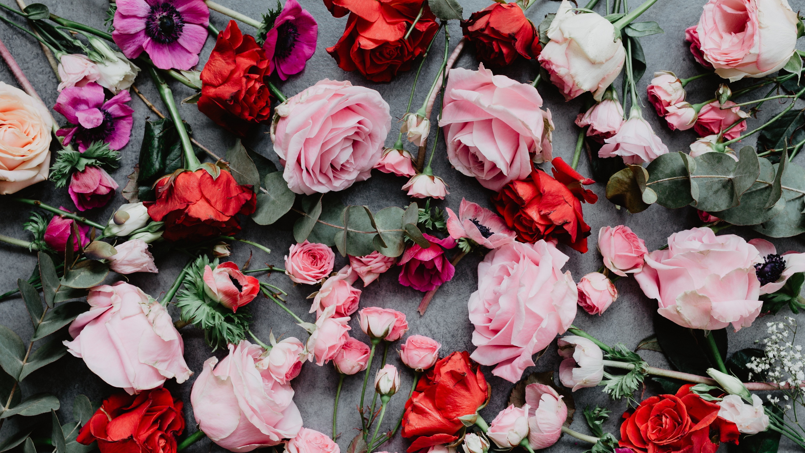Roses Rouges Sur Sol en Béton Gris. Wallpaper in 2560x1440 Resolution