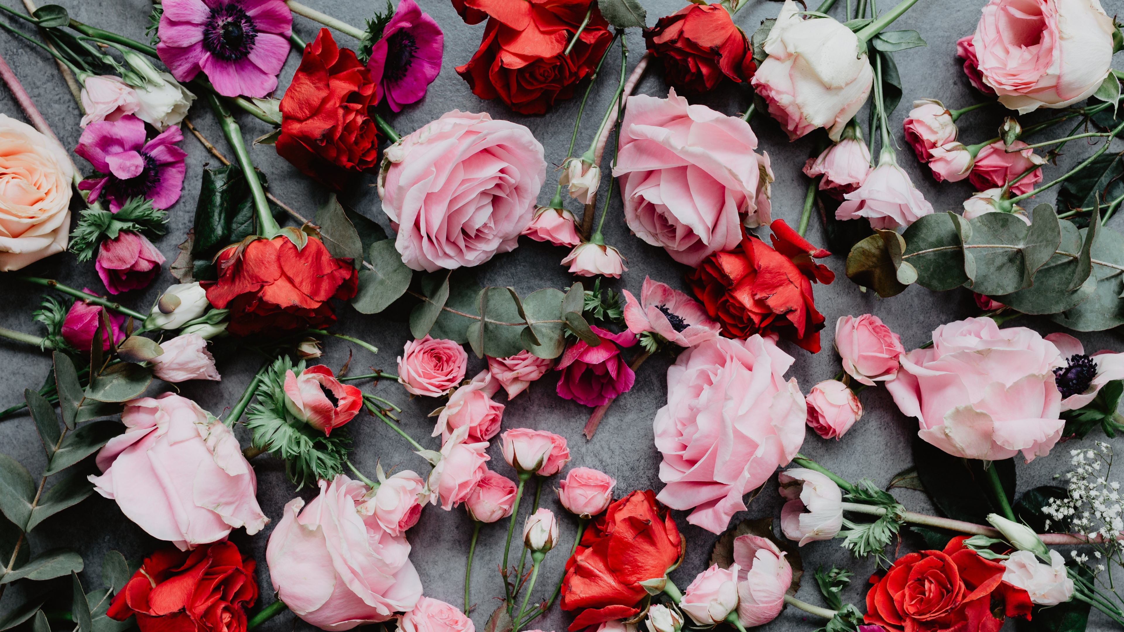 Roses Rouges Sur Sol en Béton Gris. Wallpaper in 3840x2160 Resolution