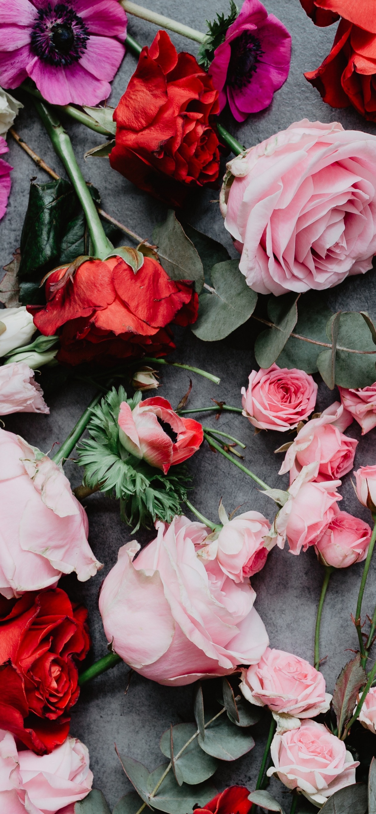 Red Roses on Gray Concrete Floor. Wallpaper in 1242x2688 Resolution