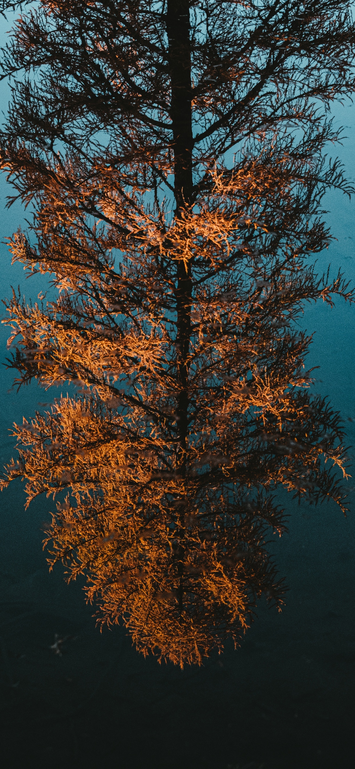 木本植物, 反射, 落叶松, 生物群落, 天空 壁纸 1242x2688 允许
