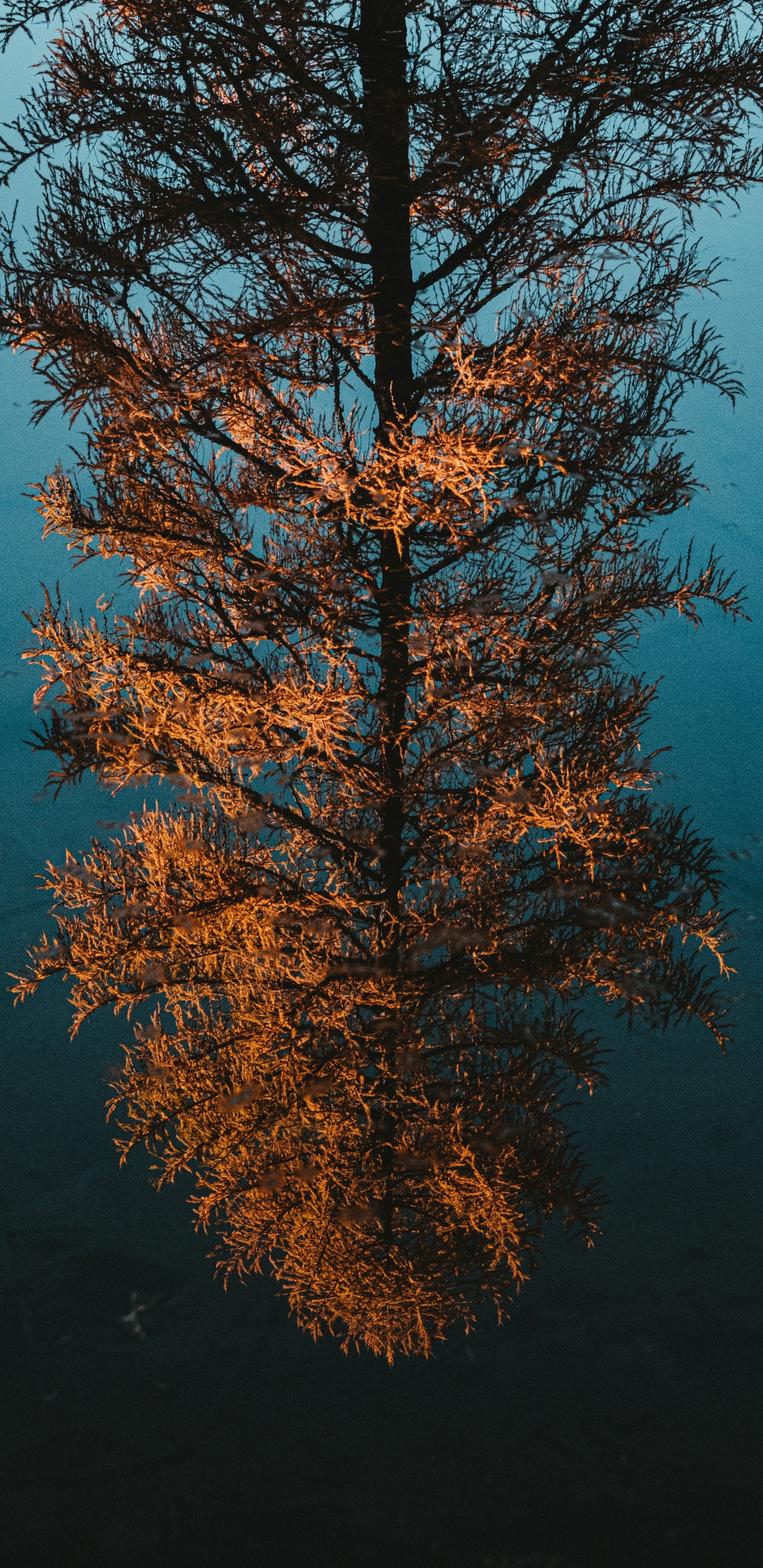 Woody Pflanze, Reflexion, Lärche, Blatt, Biome. Wallpaper in 1440x2960 Resolution