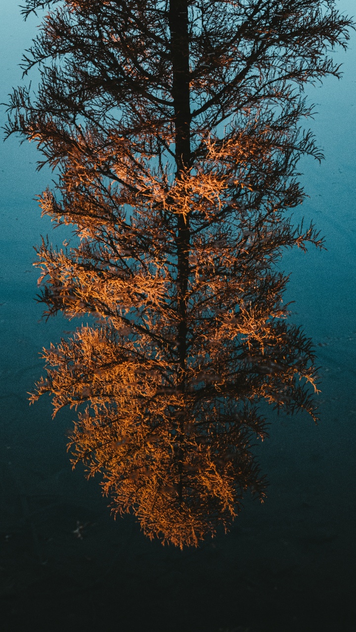 Woody Pflanze, Reflexion, Lärche, Blatt, Biome. Wallpaper in 720x1280 Resolution