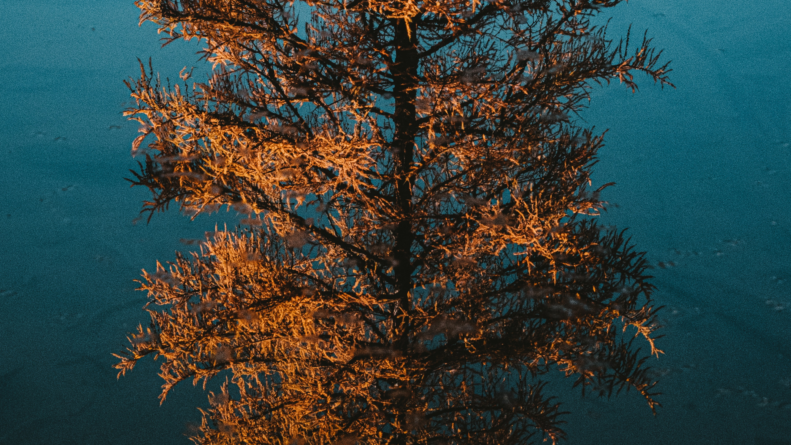 Woody Plant, Reflection, Larch, Leaf, Biome. Wallpaper in 2560x1440 Resolution