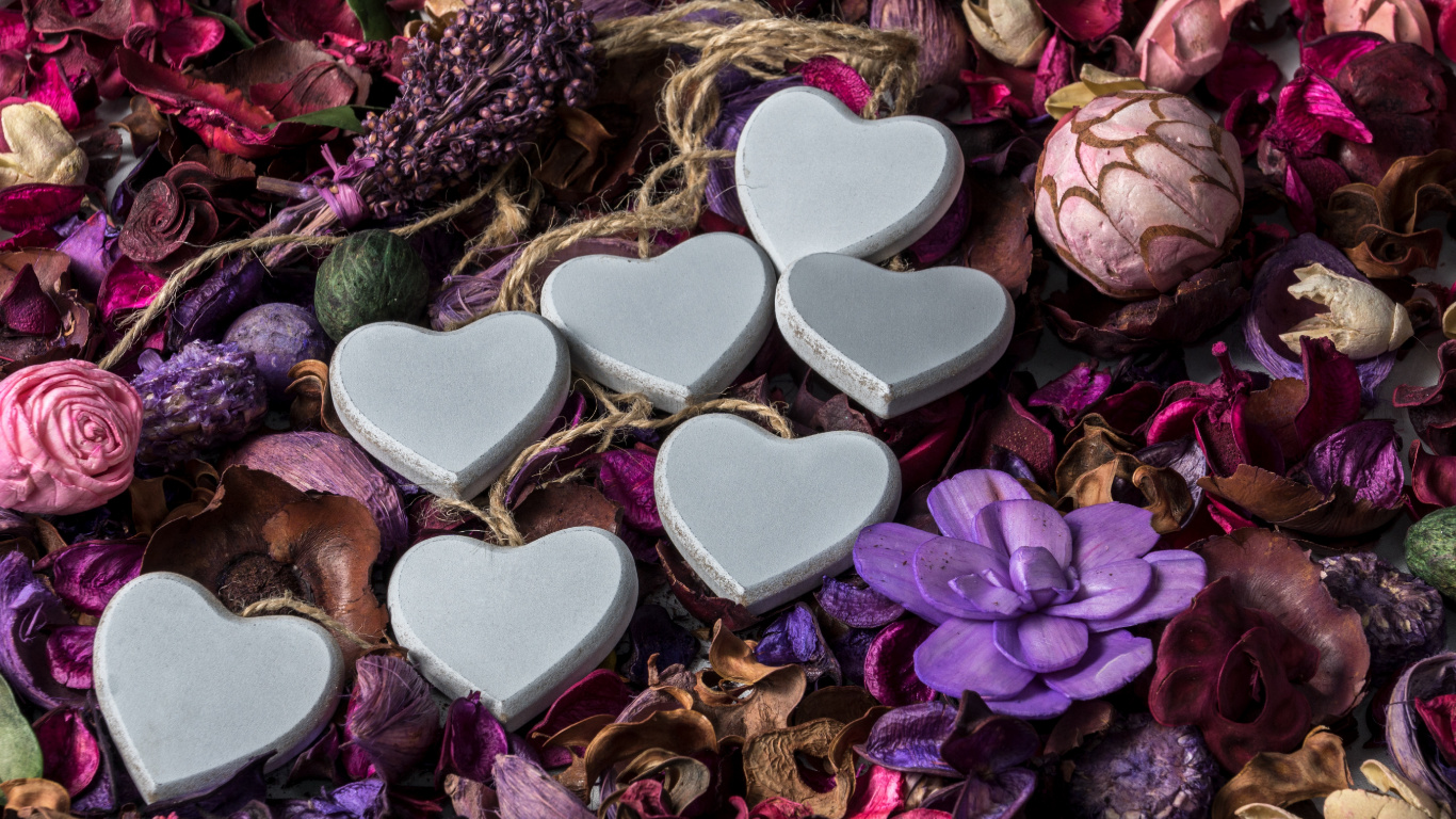 Valentines Day, Purple, Heart, Violet, Petal. Wallpaper in 1366x768 Resolution