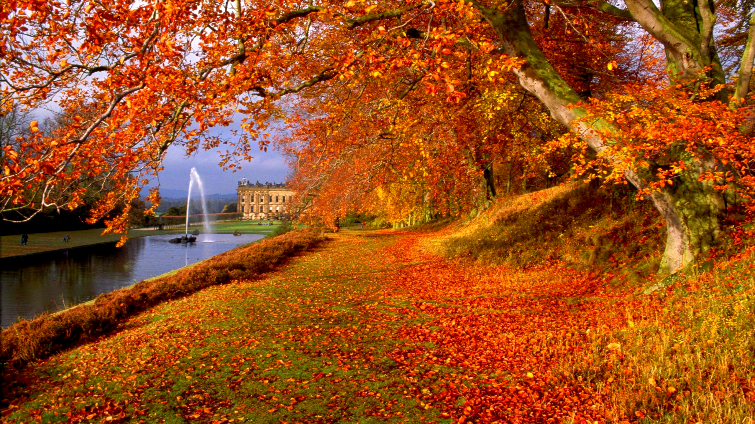 Rote Und Braune Bäume in Der Nähe Von Gewässern Tagsüber. Wallpaper in 2560x1440 Resolution