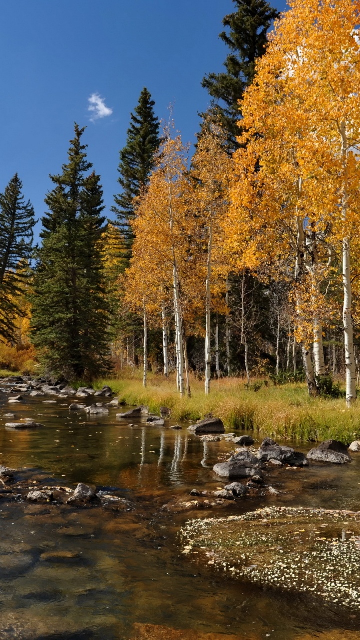Green Trees Beside River Under Blue Sky During Daytime. Wallpaper in 720x1280 Resolution