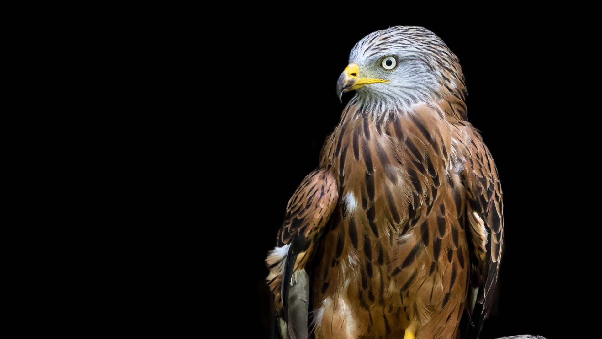 Illustration D'aigle Brun et Blanc. Wallpaper in 1920x1080 Resolution