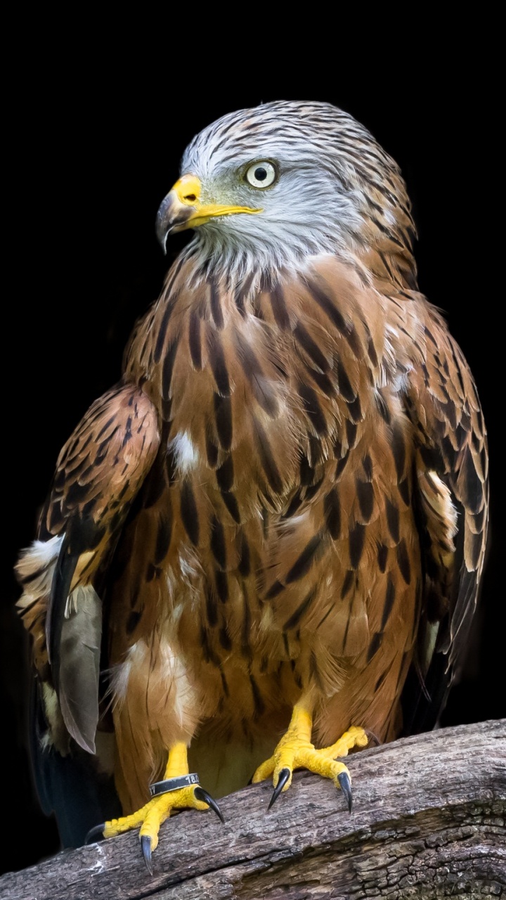 Ilustración de Águila Marrón y Blanca. Wallpaper in 720x1280 Resolution