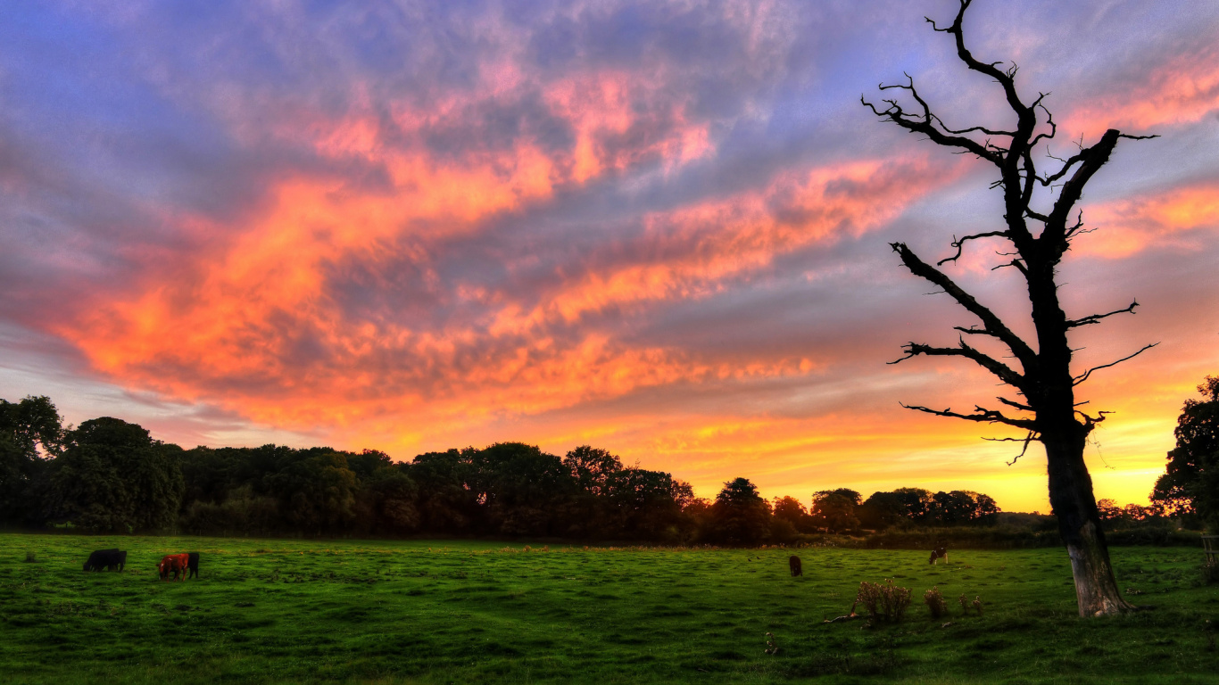 Champ D'herbe Verte Sous un Ciel Nuageux Pendant le Coucher du Soleil. Wallpaper in 1366x768 Resolution