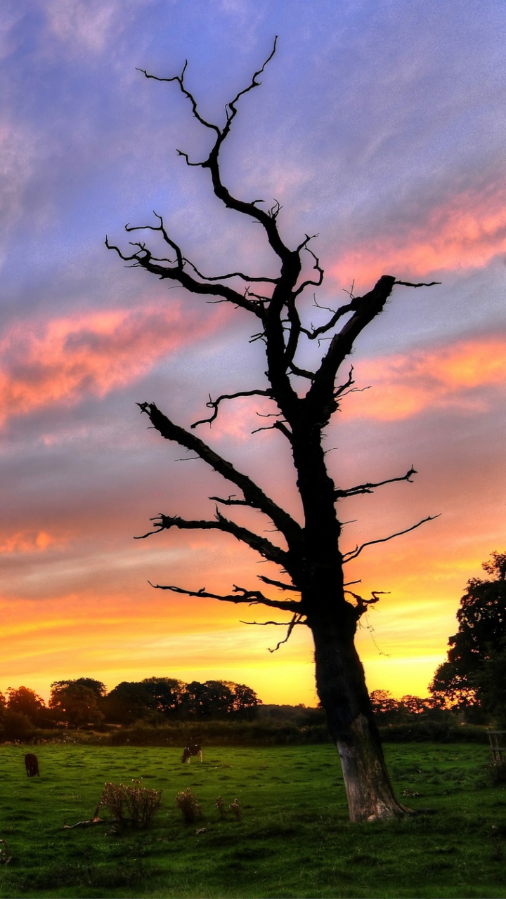 Grüne Wiese Unter Bewölktem Himmel Bei Sonnenuntergang. Wallpaper in 720x1280 Resolution