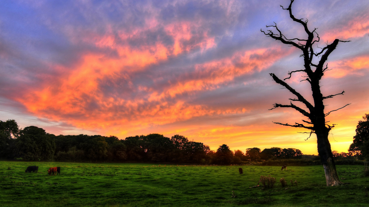 Green Grass Field Under Cloudy Sky During Sunset. Wallpaper in 1280x720 Resolution