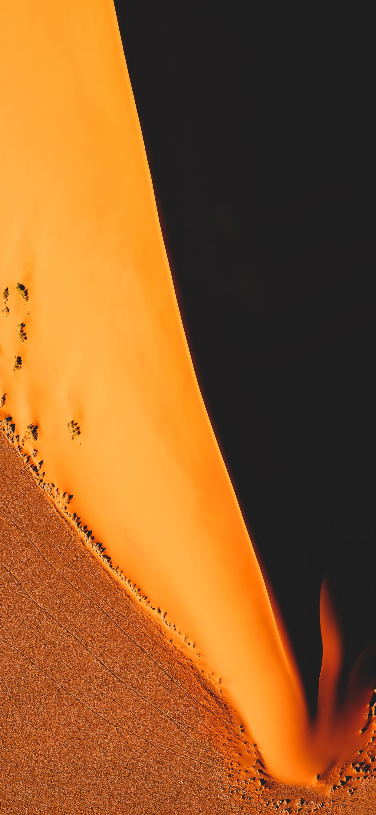 Orange, Brown, Ambre, Pétale, Pente. Wallpaper in 1242x2688 Resolution