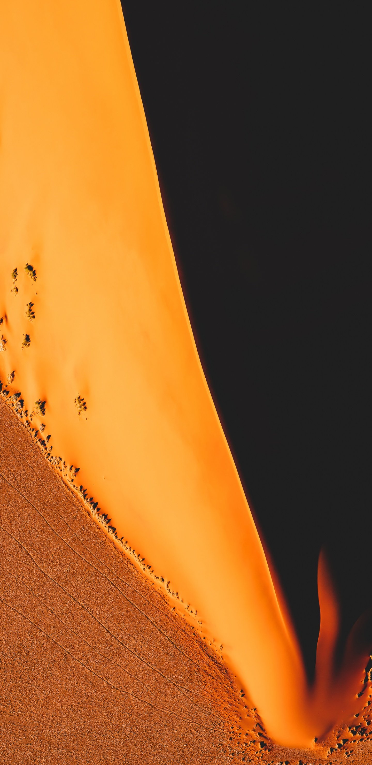 Orange, Brown, Bernstein, Holz, Blütenblatt. Wallpaper in 1440x2960 Resolution